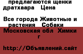 предлагаются щенки дратхаара › Цена ­ 20 000 - Все города Животные и растения » Собаки   . Московская обл.,Химки г.